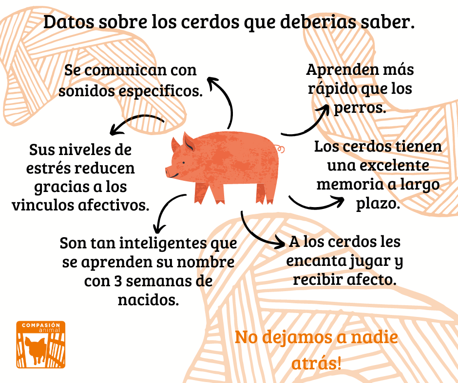 Datos sobre los cerdos que deberías saber