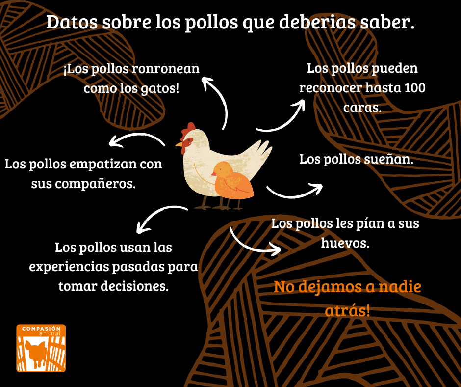 Datos sobre los pollos que deberías saber