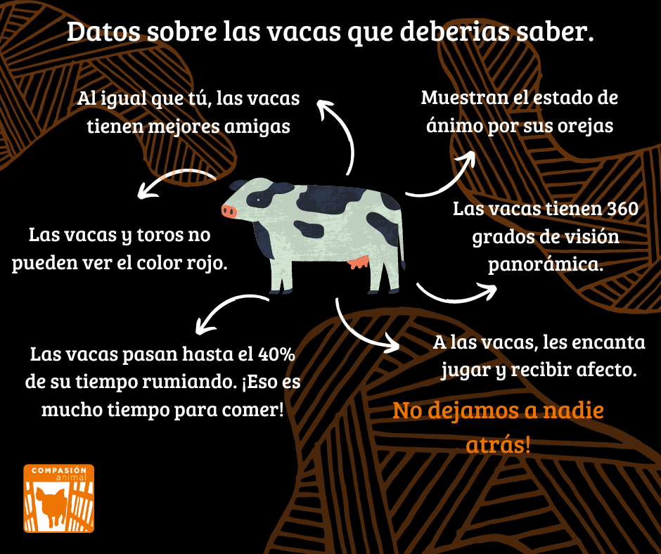 Datos sobre las vacas que deberías saber