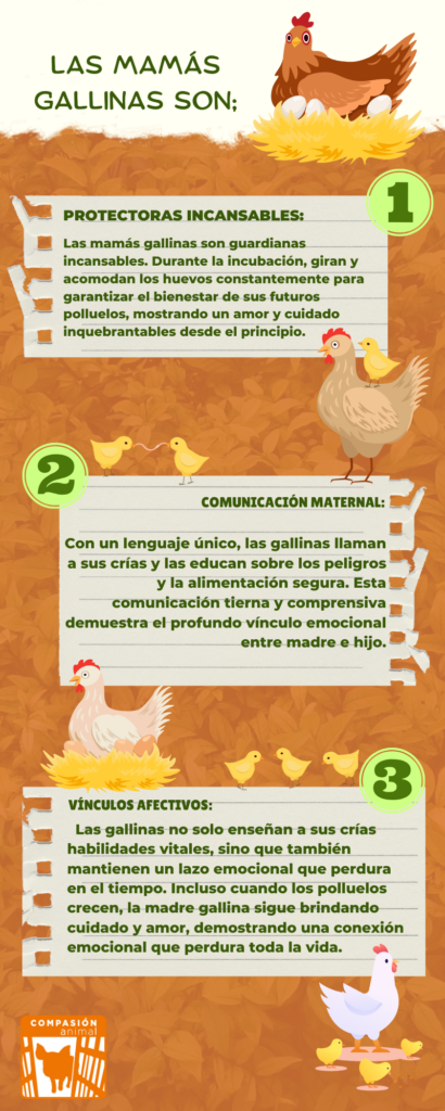 Datos sobre los pollos que deberías saber